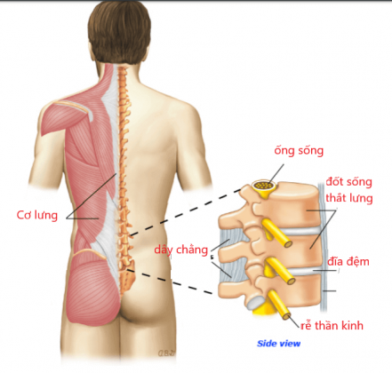 Cấu tạo lưng và cột sống (để hiểu hơn về đau thắt lưng)/ Nguồn: Medlatec